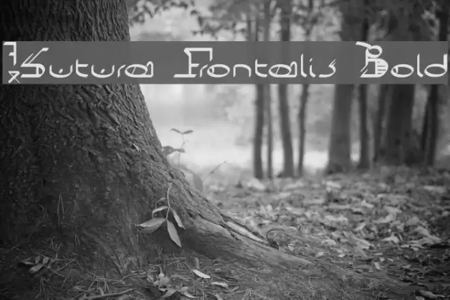 !Sutura Frontalis Bold Caratteri examples