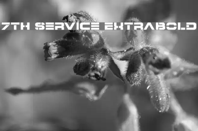 7th Service ExtraBold フォント examples
