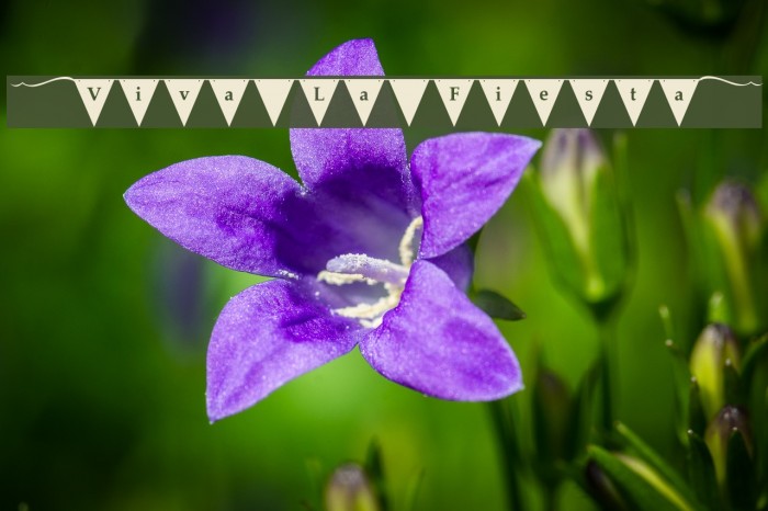 [Viva La Fiesta] Example 3