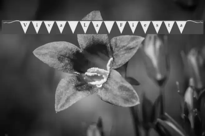 [Viva La Fiesta] Font examples