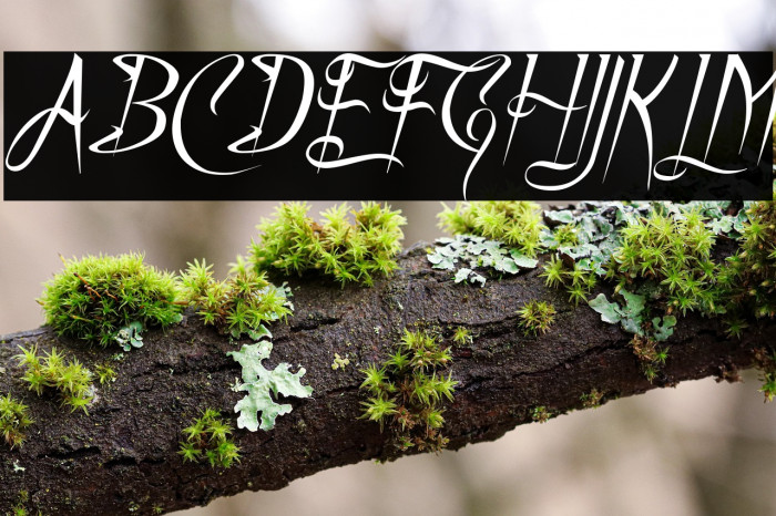 A Charming Font Italic Example 2