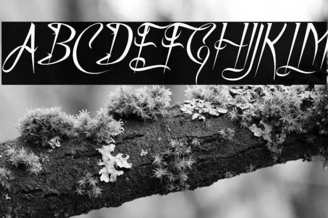 A Charming Font Italic Example 2