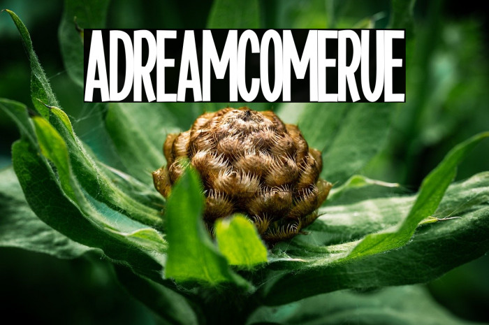 A Dream Come True Example 1