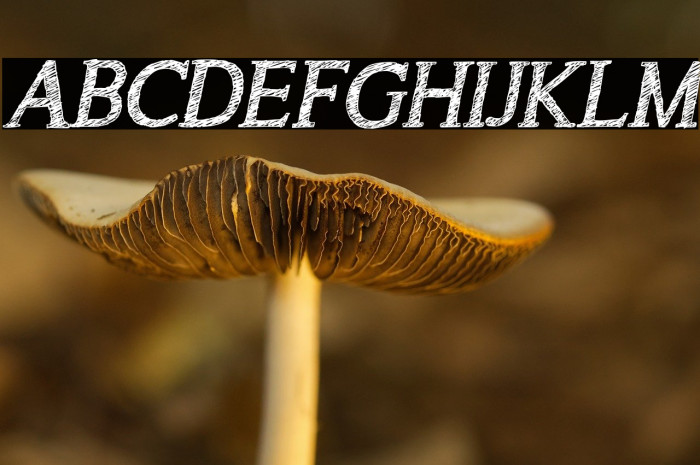 A Song for Jennifer Italic Reg Example 1