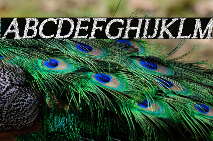 A Song for Jennifer Italic Reg Example 3