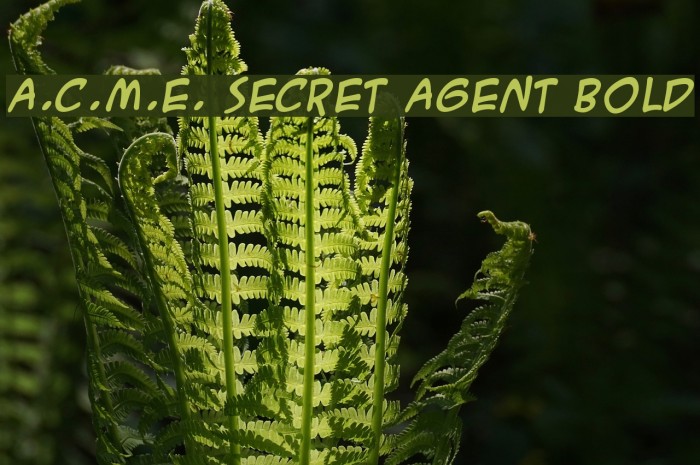 A.C.M.E. Secret Agent Bold Font examples