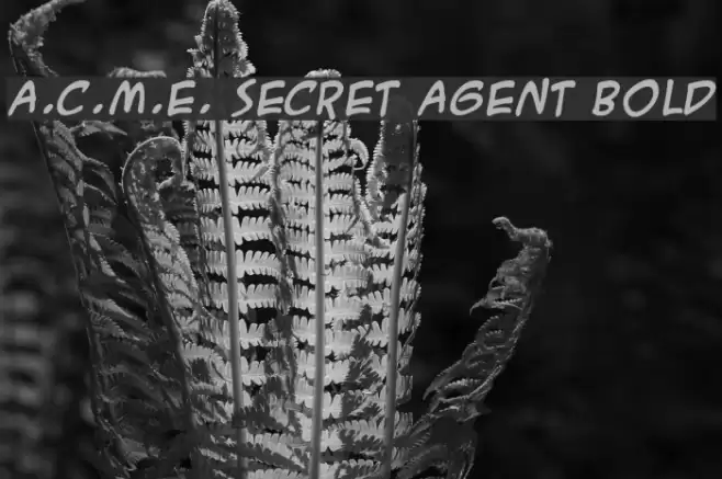 A.C.M.E. Secret Agent Bold Font examples