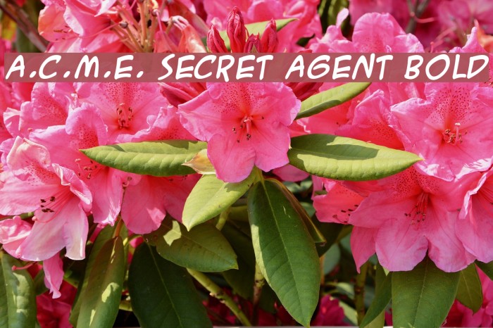 A.C.M.E. Secret Agent Bold Font examples