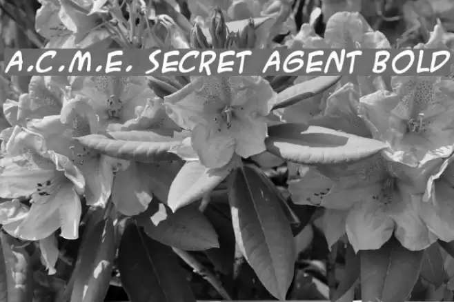 A.C.M.E. Secret Agent Bold Font examples