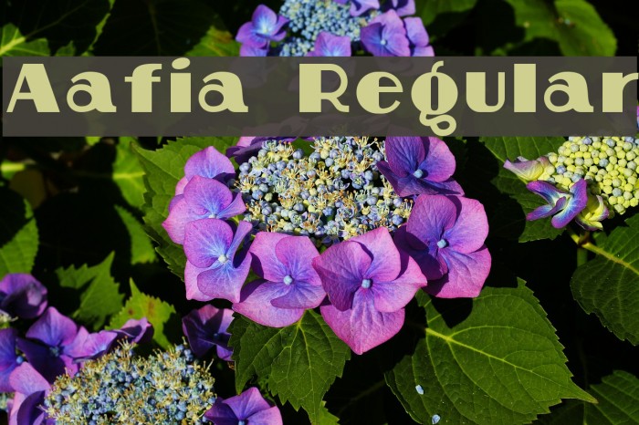 Aafia Regular Font examples