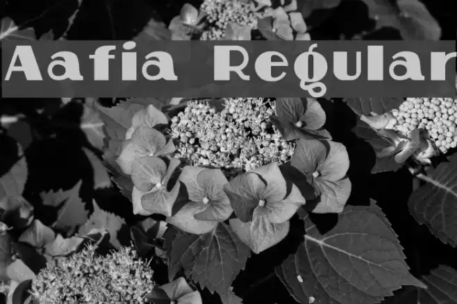 Aafia Regular Font examples