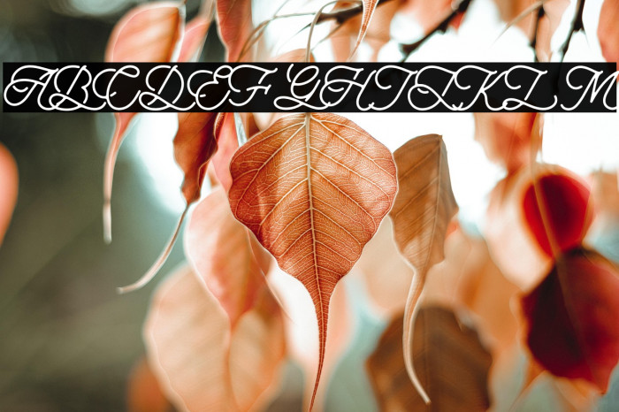 aaleyah-PERSONAL-USE-ONLY Example 1