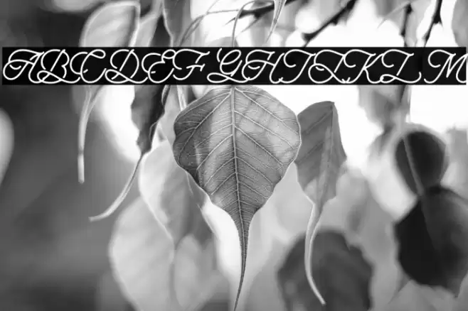 aaleyah-PERSONAL-USE-ONLY Font examples