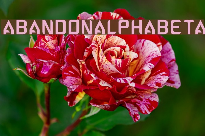 ABANDON-ALPHABETA Font examples