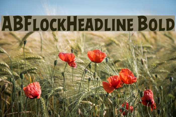 ABFlockHeadline Bold Font examples