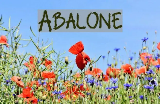Abalone Example 1
