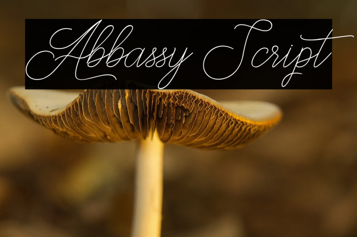 Abbassy Script Example 2