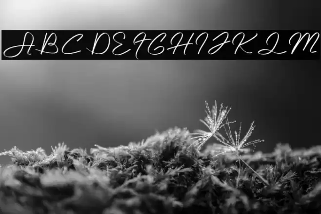 Abelle Font examples