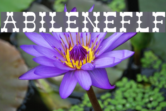 AbileneFLF Font examples