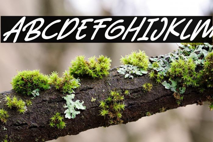 Abiyu Chan Italic Example 2