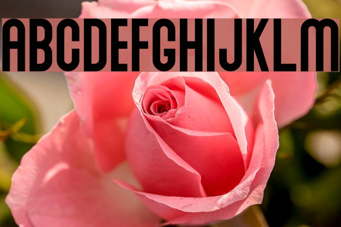 Abraham Font examples