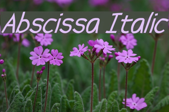Abscissa Italic フォント examples