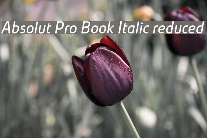 Absolut Pro Book Italic reduced Font examples
