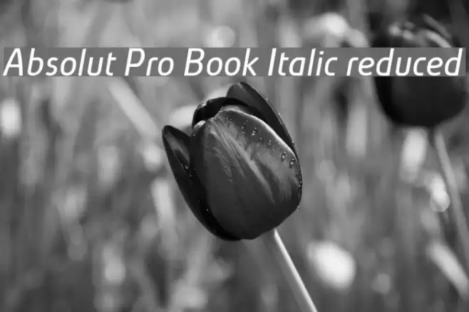 Absolut Pro Book Italic reduced خط examples