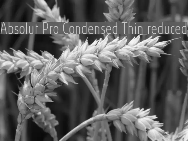 Absolut Pro Condensed Thin reduced フォント examples