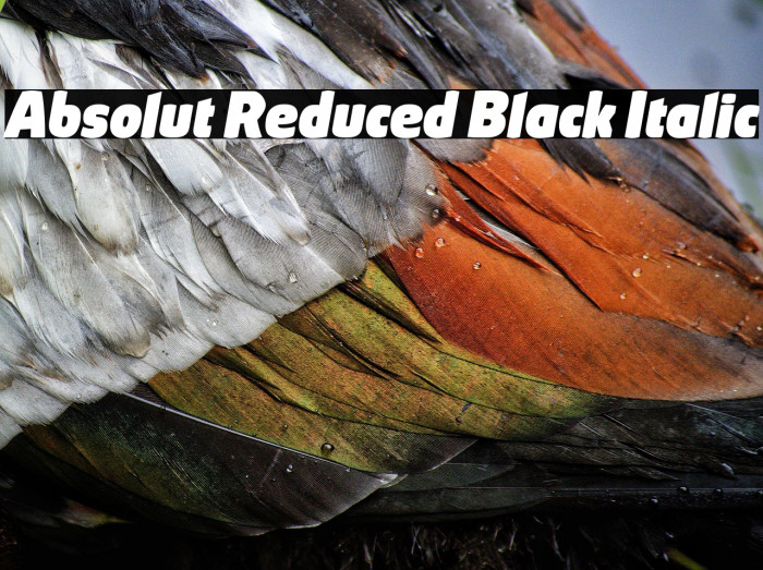 Absolut Reduced Black Italic Example 2