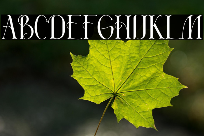 Absolute - Demo Example 3