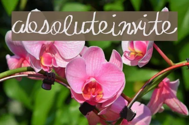 AbsoluteInvite Example 3
