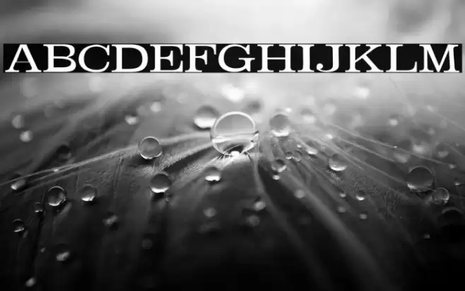 Absortile-Bold خط examples