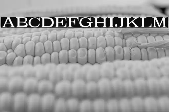 Absortile-Bold خط examples