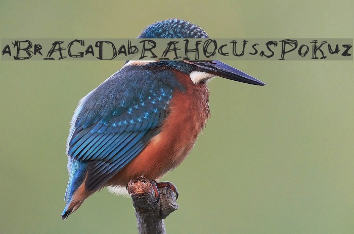aBrACaDabRAHOcUsSPoKuz Font examples
