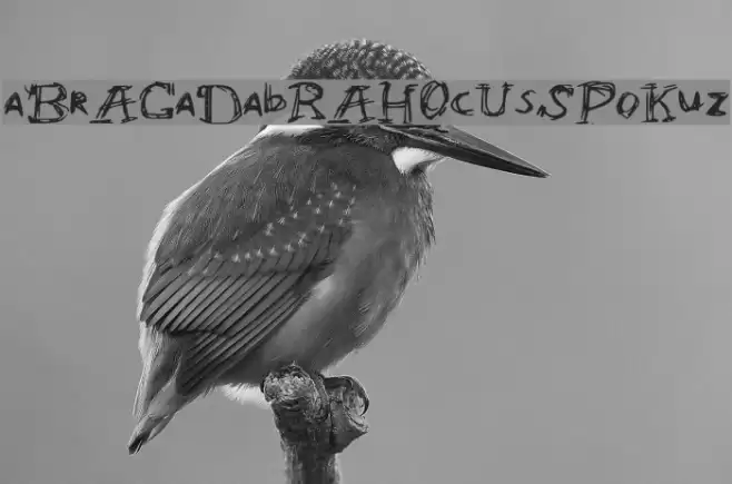 aBrACaDabRAHOcUsSPoKuz Шрифта examples
