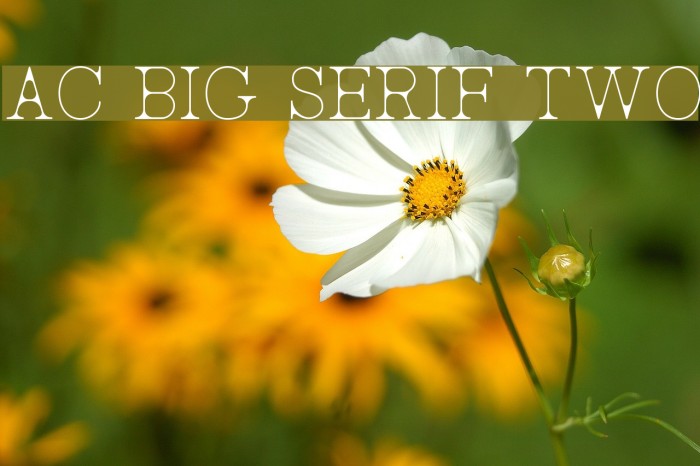 AC Big Serif Two Font examples