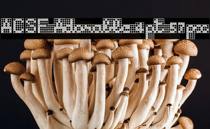 ACSF Adorable 4pt 57px Example 3