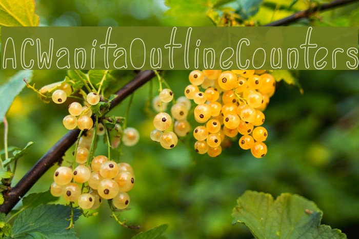 ACWanitaOutlineCounters Example 1