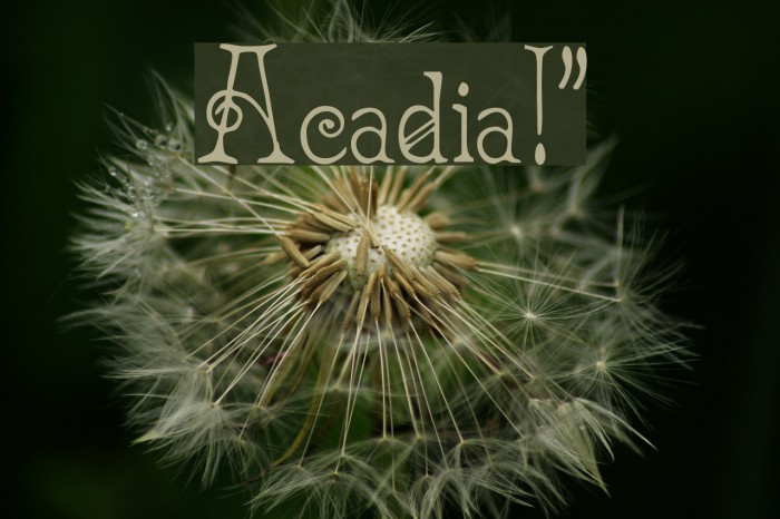 Acadian!` Font examples