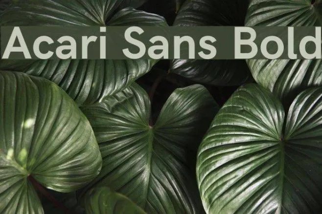 Acari Sans Bold Example 3