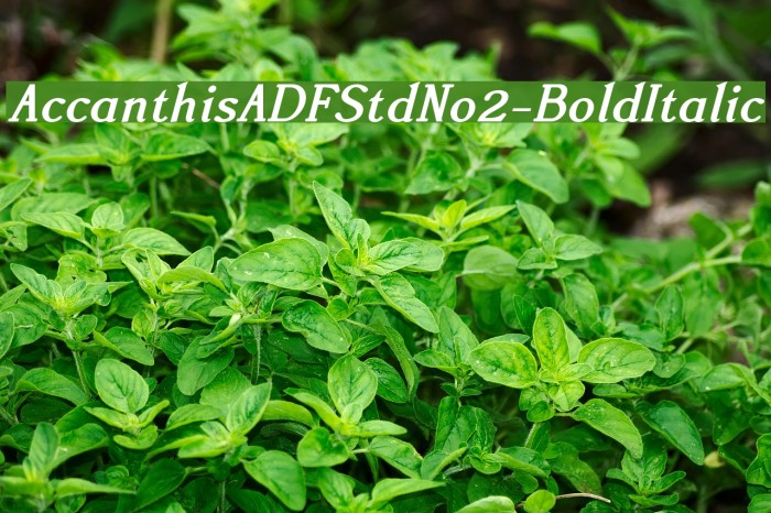 AccanthisADFStdNo2-BoldItalic Fuentes examples