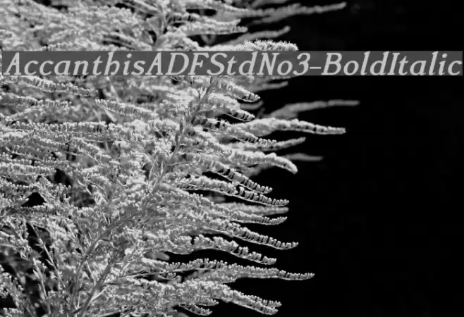 AccanthisADFStdNo3-BoldItalic Fuentes examples