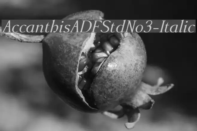 AccanthisADFStdNo3-Italic Font examples