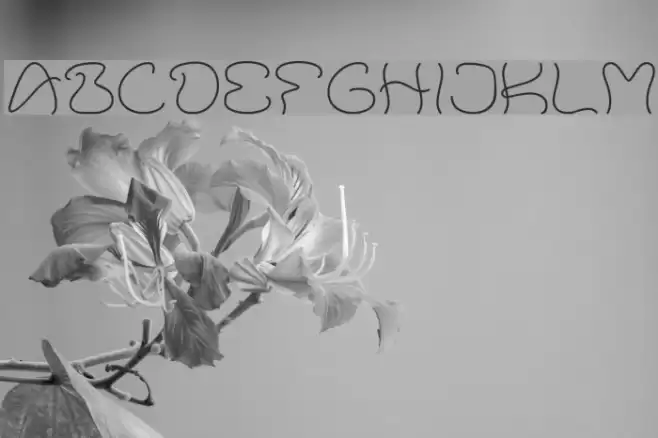 Accent Wet Noodle Font examples