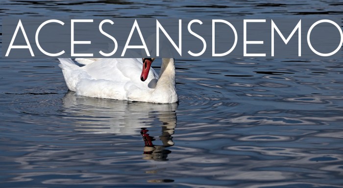 AceSansDemo Font examples