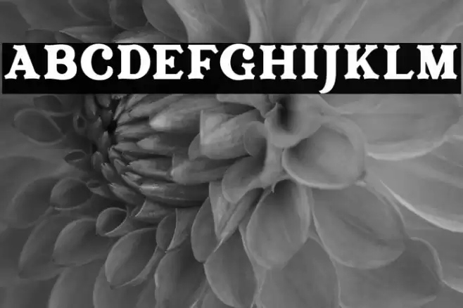 Acherone Polices examples