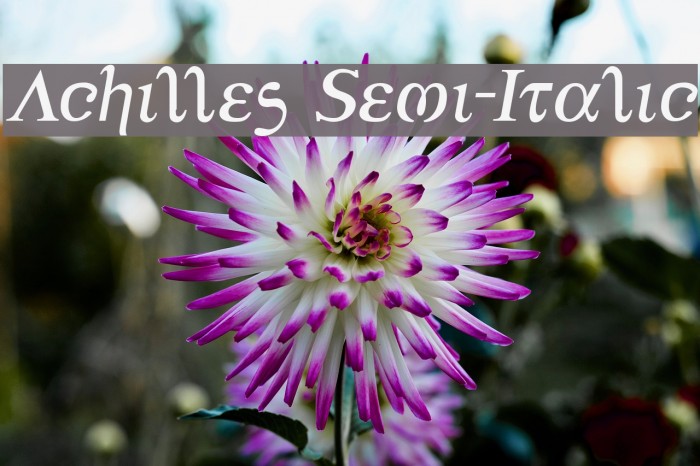 Achilles Semi-Italic Font examples