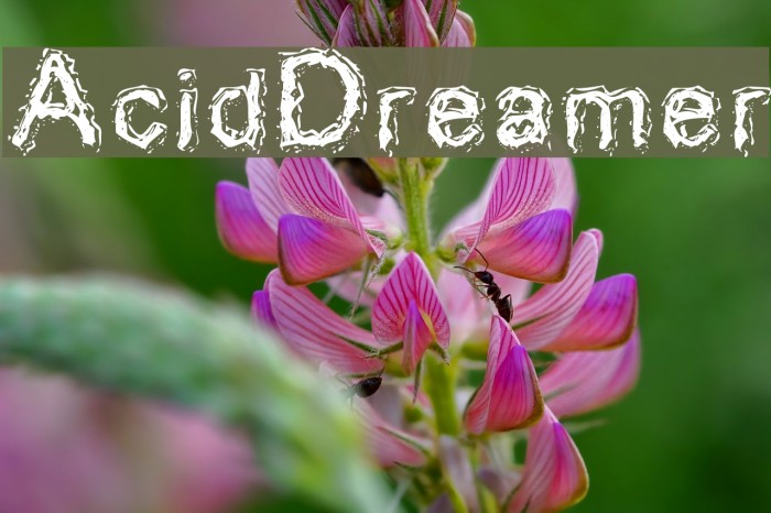 AcidDreamer Font examples