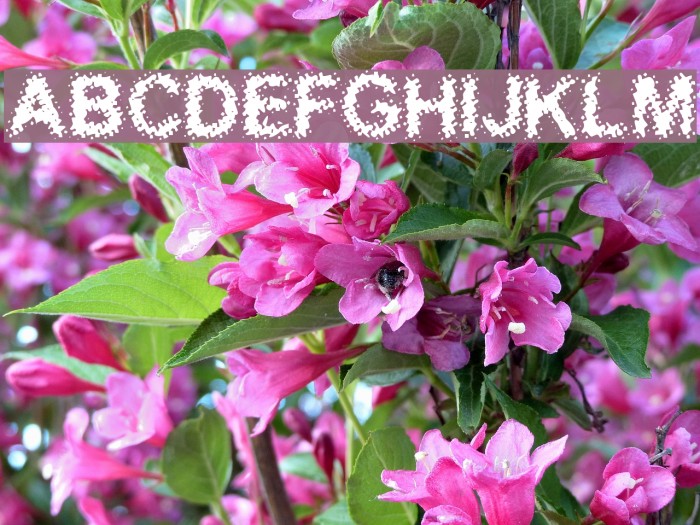 Acidic Font examples